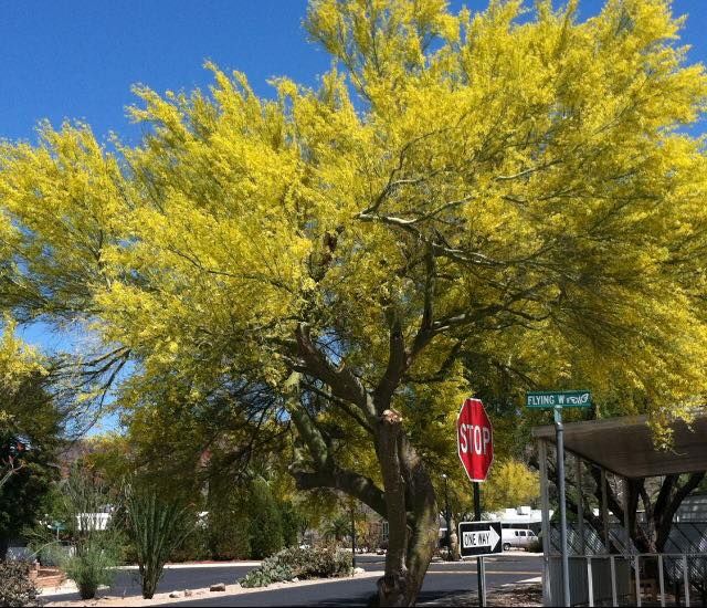 Palo verde trees